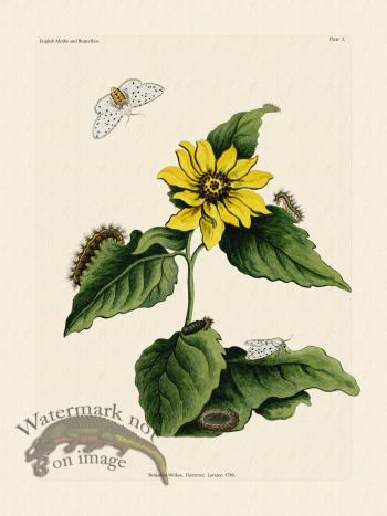 Wilkes Butterflies 003